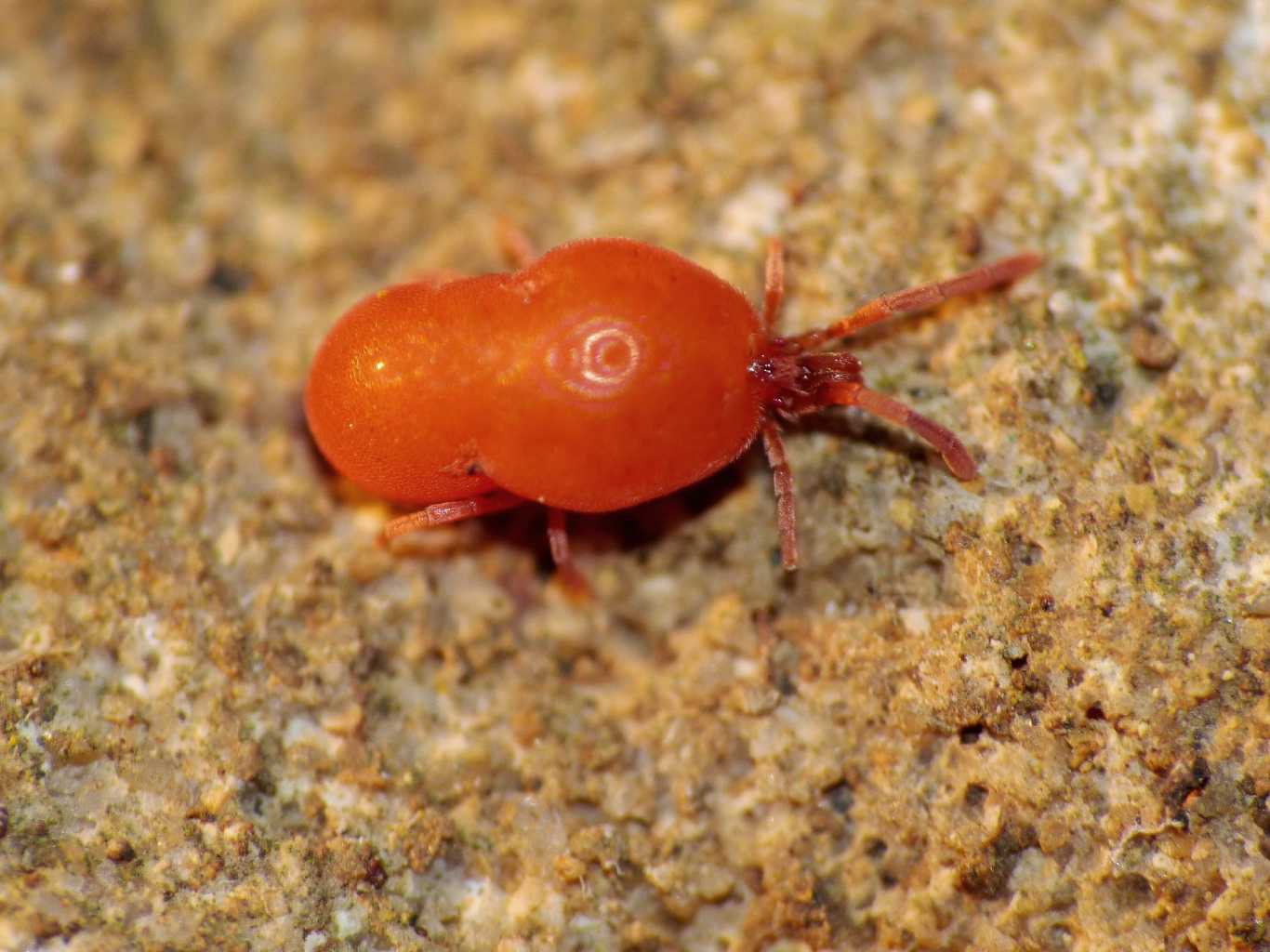 Qualche Trombidiidae